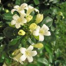 Jasmine