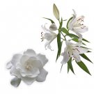 Gardenia Lily