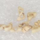 ANCIENT PRECOLOMBIAN MEZCALA TRIANGULAR STONE BEADS.