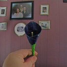 Calla Lily