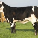 Johnny Cash x Black Bayou Embryos