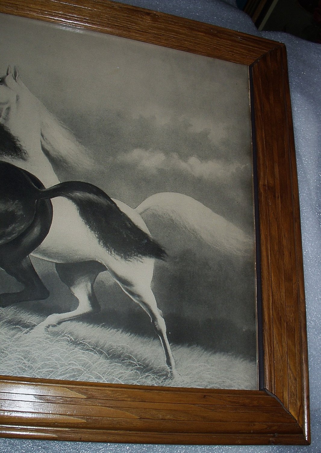 Spirited Horses No. 2 Original 1900s Black and White Horses Running