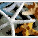 Gifts of the Sea - Starfish Still Life Pattern Chart Graph Gifts of the Sea - Starfish Still Life Pattern Chart Graph