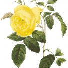 Redoute's Yellow Tea Rose Pattern Chart Graph