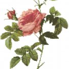 Redoute's Thornless Rose Pattern Chart Graph