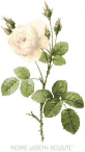 Redoute's White Moss Rose Pattern Chart Graph