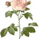Redoute's Pale Pink Rose Pattern Chart Graph
