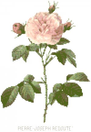 Redoute's Pale Pink Rose Pattern Chart Graph