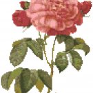 Redoute's Rose of Orleans Pattern Chart Graph Redoute's Rose of Orleans Pattern Chart Graph