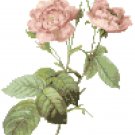 Redoute's Pale Rose Pattern Chart Graph Redoute's Pale Rose Pattern Chart Graph