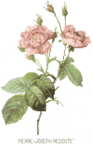 Redoute's Pale Rose Pattern Chart Graph
