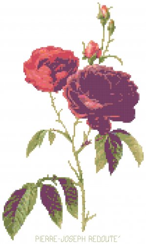 Redoute's Bishop's Rose Pattern Chart Graph