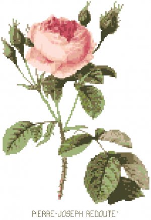 Redoute's Moss Rose Pattern Chart Graph