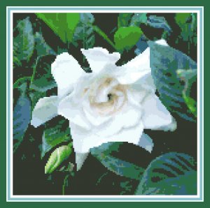Gardenia Blossom Pattern Chart Graph