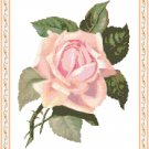 Petal Pink Rose Pattern Chart Graph Petal Pink Rose Pattern Chart Graph