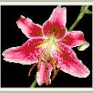 Stargazer Lily Pattern Chart Graph Stargazer Lily Pattern Chart Graph