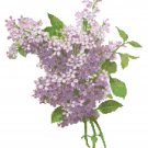 Lilac Blossoms 2 Pattern Chart Graph Lilac Blossoms 2 Pattern Chart Graph
