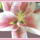 Altari Oriental Lily Pattern Chart Graph