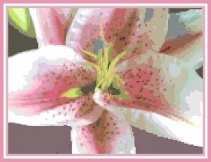 Altari Oriental Lily Pattern Chart Graph