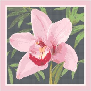 Orchid Pattern Chart Graph