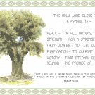 Holy Land Olive Tree Pattern Chart Graph