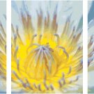 Blue Lotus Flower Triptych Pattern Chart Graph Blue Lotus Flower Triptych Pattern Chart Graph