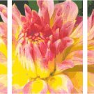 In Full Blush Triptych Pattern Chart Graph