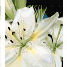 White Lilies Triptych Pattern Chart Graph