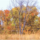 Autumn Field Landscape Pattern Chart Graph