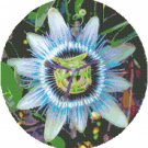 The Passion Flower Pattern Chart Graph The Passion Flower Pattern Chart Graph