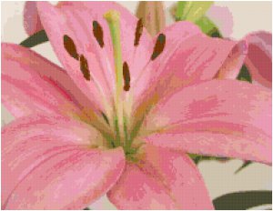 Oriental Lily Pattern Chart Graph