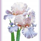 Bi-Color Iris Pattern Chart Graph Bi-Color Iris Pattern Chart Graph