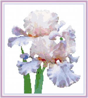 Bi-Color Iris Pattern Chart Graph