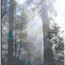 Sunbeams in the Forest Landscape Pattern Chart Graph