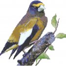 Evening Grosbeak Pattern Chart Graph
