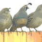 California Quail Family Pattern Chart Graph