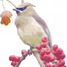 Cedar Wax Wing Pattern Chart Graph