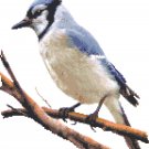 Blue Jay Pattern Chart Graph Blue Jay Pattern Chart Graph