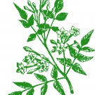 Jasmine Blossoms - greenwork Pattern Chart Graph
