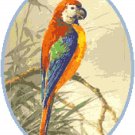 Red and Green Winged Macaw Pattern Chart Graph Red and Green Winged Macaw Pattern Chart Graph