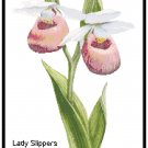 Pink Lady Slippers Pattern Chart Graph Pink Lady Slippers Pattern Chart Graph