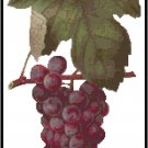 Bagrina Wine Grapes Pattern Chart Graph