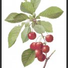 Red Tart Cherries by Redoute Pattern Chart Graph