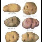 Potato Varieties Pattern Chart Graph