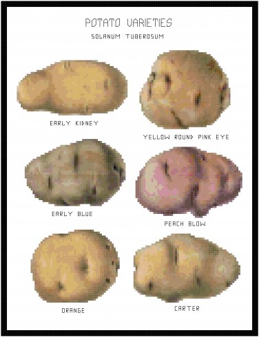 Potato Varieties Chart