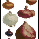 Onion Varieties Pattern Chart Graph Onion Varieties Pattern Chart Graph