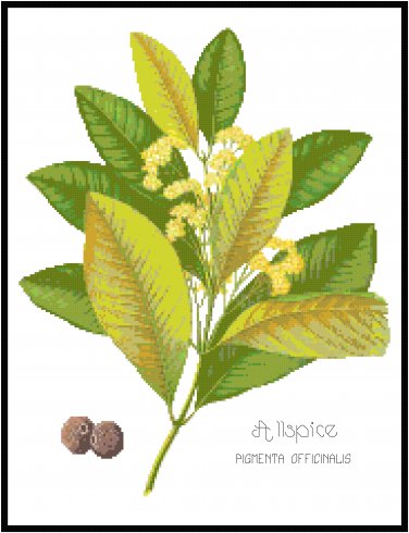 Allspice Spice Botanical Pattern Chart Graph