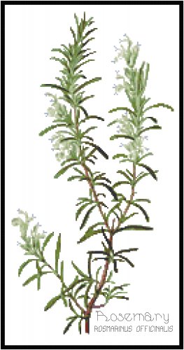 Rosemary Herb Pattern Chart Graph