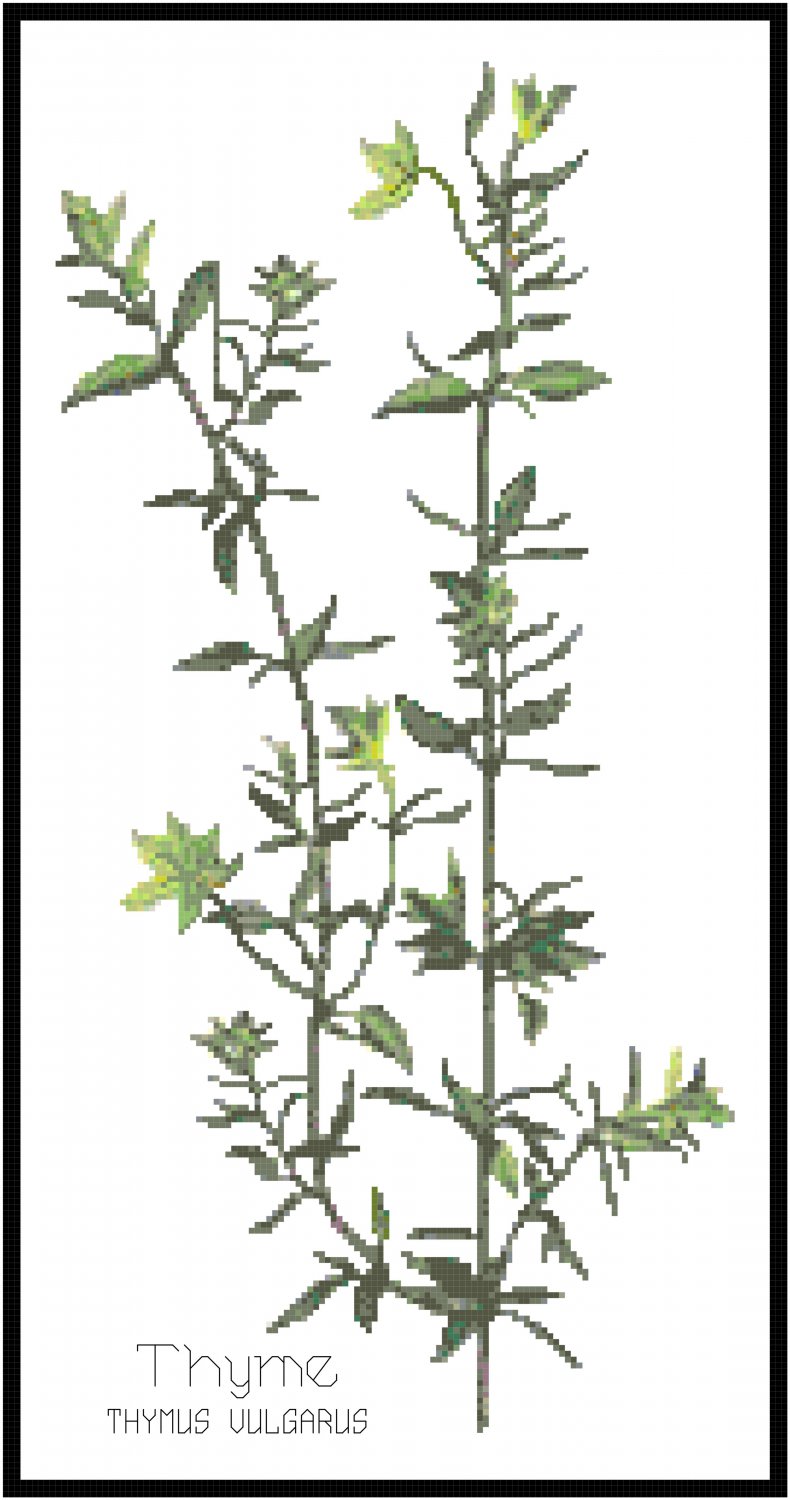 Thyme Herb Pattern Chart Graph