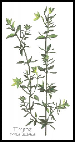Thyme Herb Pattern Chart Graph